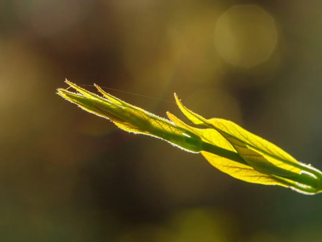 福建武夷岩茶采制技艺:一部活着的历史