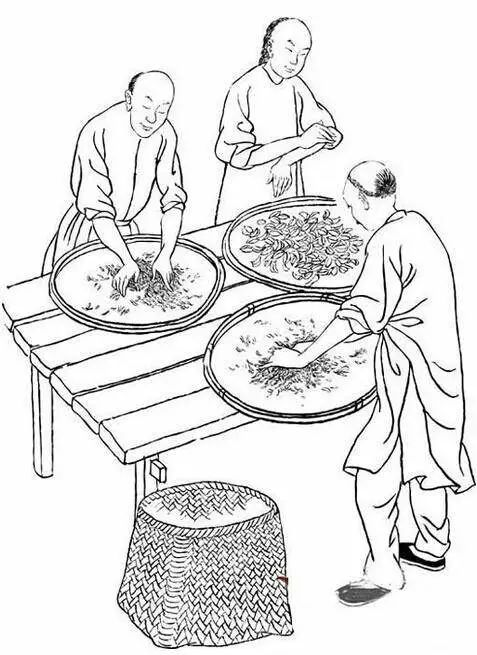 福建武夷岩茶采制技艺:一部活着的历史