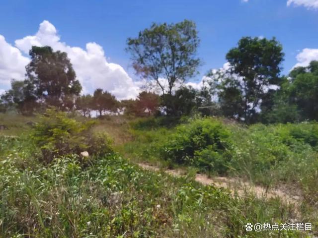 广东陆丰:镇政府故意放任违法占地造坟、甲西镇对举报人进行肆意打击报复