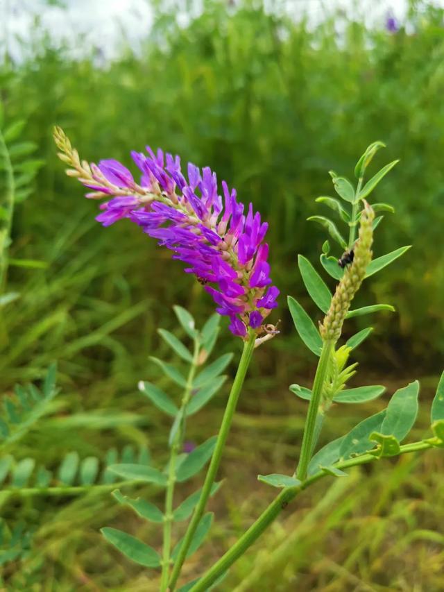 生态文学|辽西之思