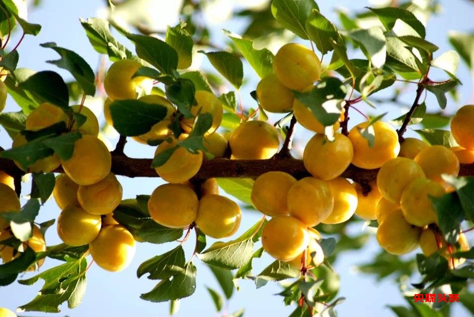 济南历城区文旅局邀请记者走进甘肃:发现东乡县6宝