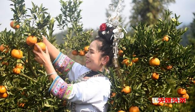 从江:岑报寨特色生态产业椪柑迎来丰收
