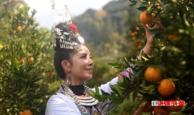 从江:岑报寨特色生态产业椪柑迎来丰收
