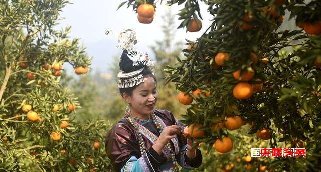 从江:岑报寨特色生态产业椪柑迎来丰收