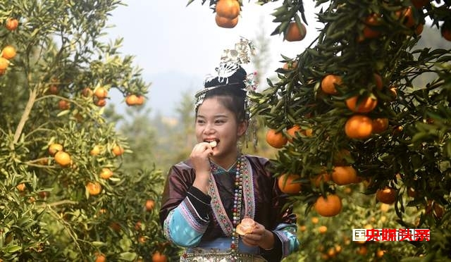 从江:岑报寨特色生态产业椪柑迎来丰收