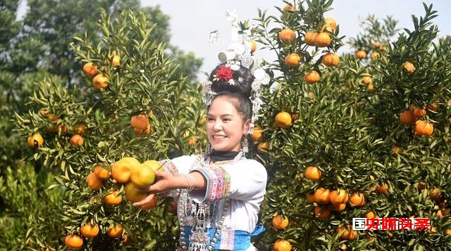 从江:岑报寨特色生态产业椪柑迎来丰收