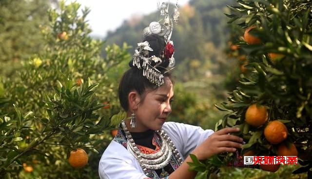 从江:岑报寨特色生态产业椪柑迎来丰收