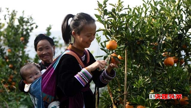 从江:岑报寨特色生态产业椪柑迎来丰收