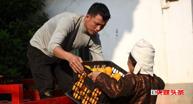 从江:岑报寨特色生态产业椪柑迎来丰收