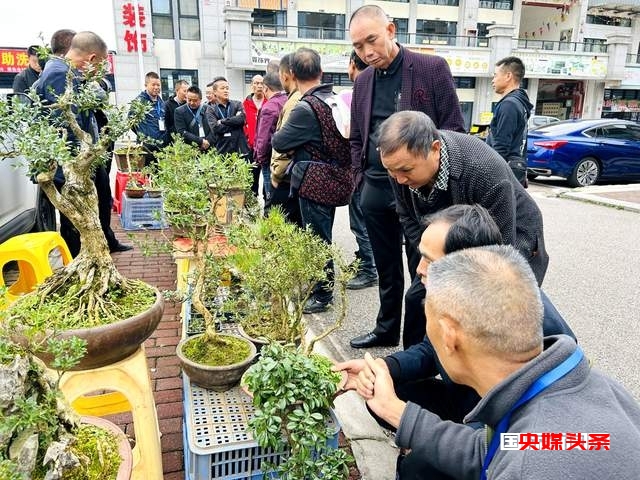 福泉市将迎来首届盆景职业技能大赛暨盆景展