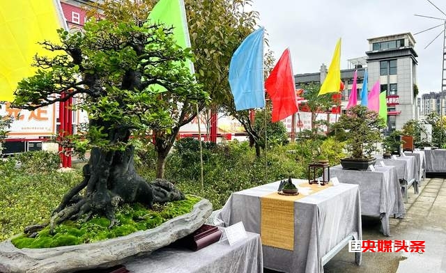 福泉市将迎来首届盆景职业技能大赛暨盆景展