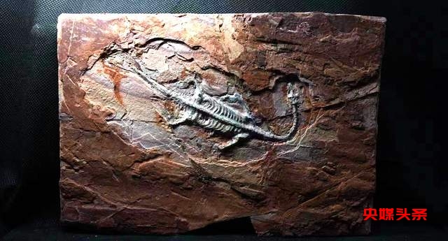 记录生命的印记，展现化石的艺术——胡小波的贵州龙拓印技艺