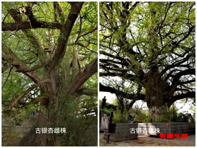 【研学活动】贵州省古银杏研究保护协会走进石龙村