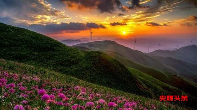 寻美毕节:韭菜花开,紫色梦境的浪漫邀约