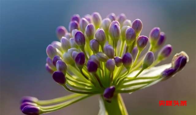 寻美毕节:韭菜花开,紫色梦境的浪漫邀约