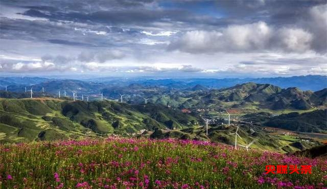 寻美毕节:韭菜花开,紫色梦境的浪漫邀约