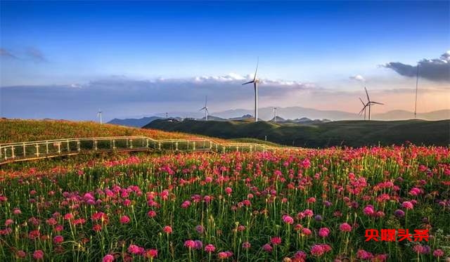 寻美毕节:韭菜花开,紫色梦境的浪漫邀约