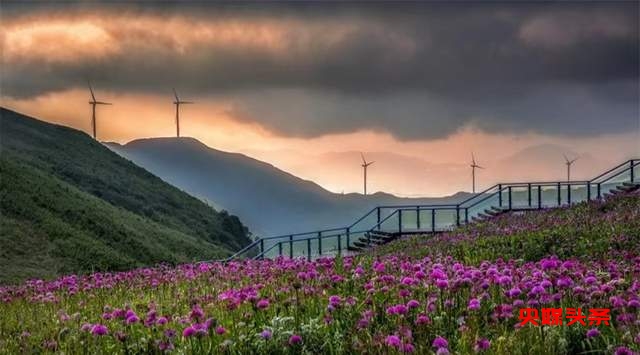 寻美毕节:韭菜花开,紫色梦境的浪漫邀约