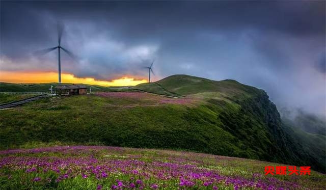 寻美毕节:韭菜花开,紫色梦境的浪漫邀约