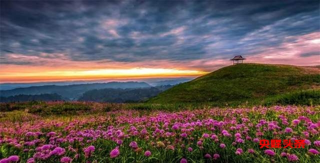 寻美毕节:韭菜花开,紫色梦境的浪漫邀约
