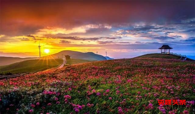 寻美毕节:韭菜花开,紫色梦境的浪漫邀约