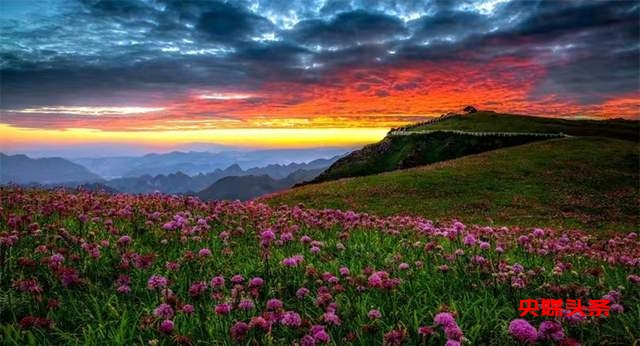 寻美毕节:韭菜花开,紫色梦境的浪漫邀约