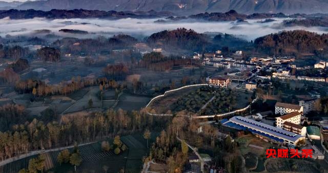 湄潭核桃坝村：西部茶叶第一村的绿色传奇