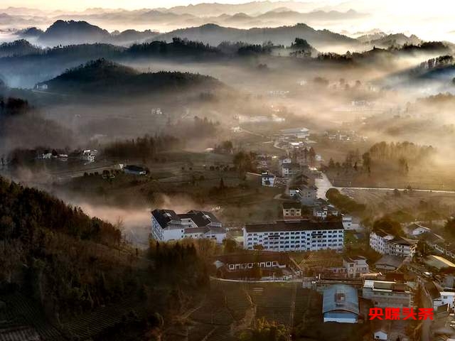 湄潭核桃坝村：西部茶叶第一村的绿色传奇