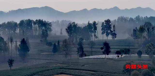 湄潭核桃坝村：西部茶叶第一村的绿色传奇