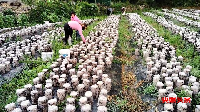 毕节市七星关区野角乡黑木耳产业基地揭牌:乡村振兴新篇章,奏响“金耳朵”致富曲
