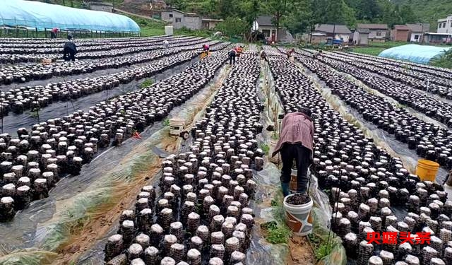 毕节市七星关区野角乡黑木耳产业基地揭牌:乡村振兴新篇章,奏响“金耳朵”致富曲