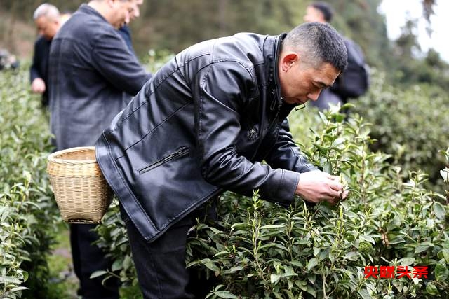 金沙县清池镇茶文化交流盛会——“茶韵川黔，艺聚印象”