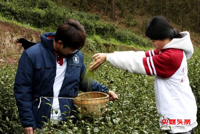 金沙县清池镇茶文化交流盛会——“茶韵川黔，艺聚印象”