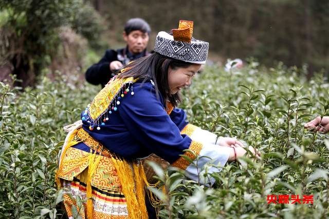 金沙县清池镇茶文化交流盛会——“茶韵川黔，艺聚印象”