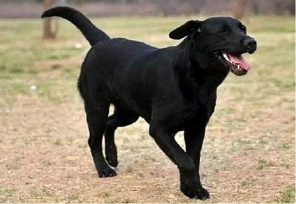 发生在丹江口库区移民中的猫狗故事