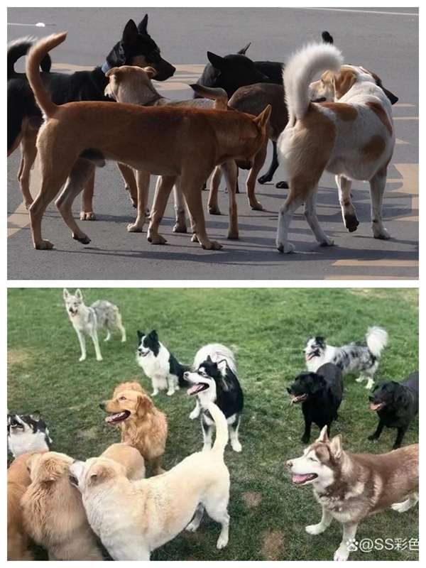 发生在丹江口库区移民中的猫狗故事