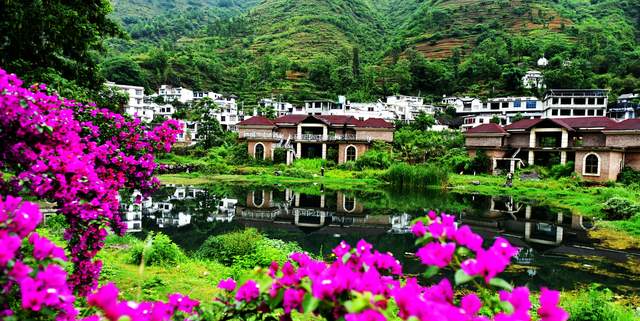 六盘水米箩镇倮么村：三角梅盛开乡村美丽画卷引客来