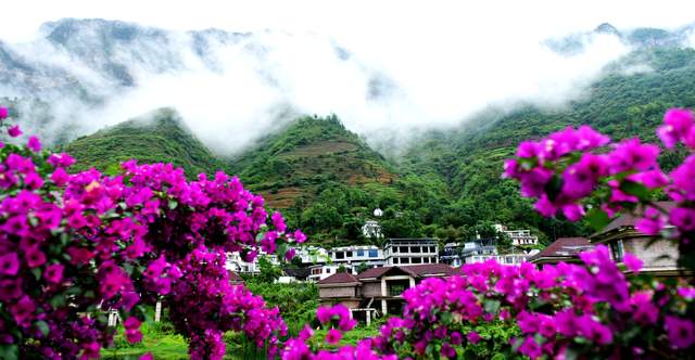 六盘水米箩镇倮么村：三角梅盛开乡村美丽画卷引客来