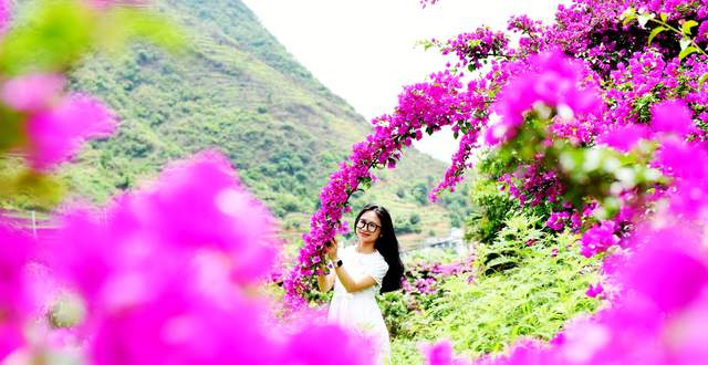 六盘水米箩镇倮么村：三角梅盛开乡村美丽画卷引客来