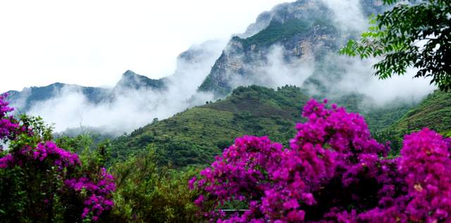 六盘水米箩镇倮么村：三角梅盛开乡村美丽画卷引客来