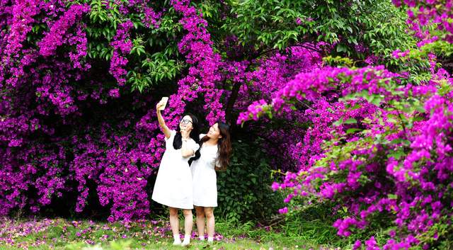 六盘水米箩镇倮么村：三角梅盛开乡村美丽画卷引客来