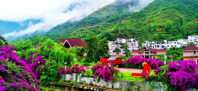 六盘水米箩镇倮么村：三角梅盛开乡村美丽画卷引客来