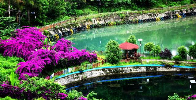 六盘水米箩镇倮么村：三角梅盛开乡村美丽画卷引客来