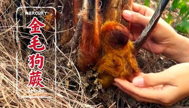 贵州珍稀濒危药材保护开发重大突破！金毛狗蕨繁育技术开启新征程