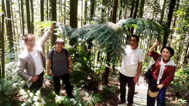 贵州珍稀濒危药材保护开发重大突破！金毛狗蕨繁育技术开启新征程