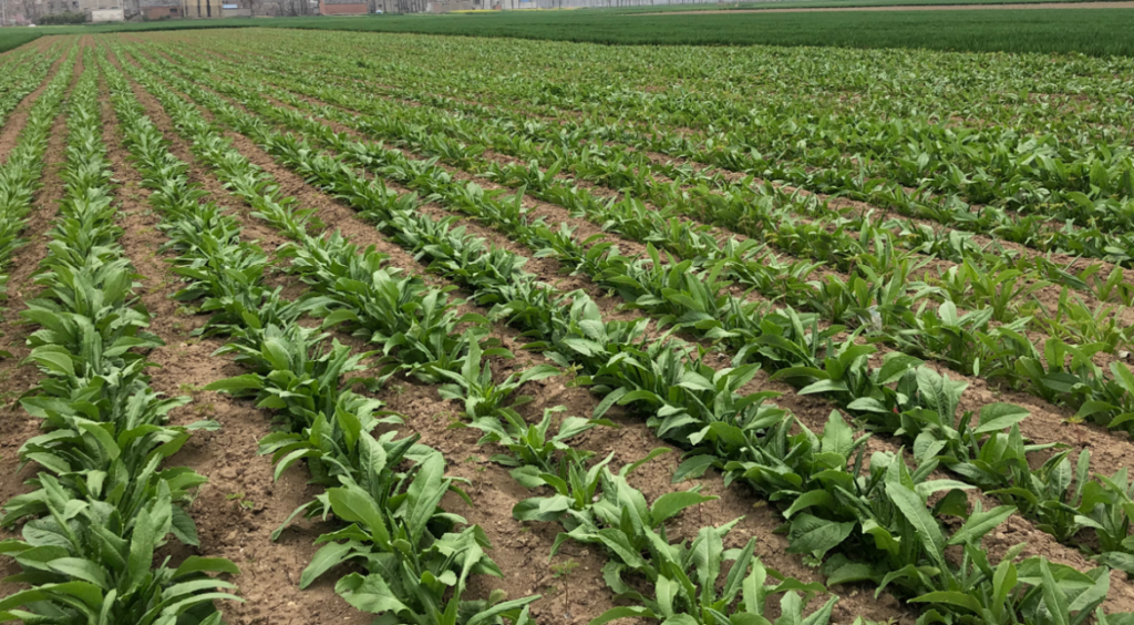 安徽涡阳：人保积极推动“农业保险＋”改革 为苔干产业构建坚实的风险防线