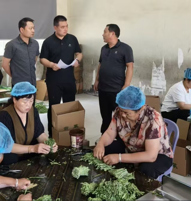 安徽涡阳：人保积极推动“农业保险＋”改革 为苔干产业构建坚实的风险防线