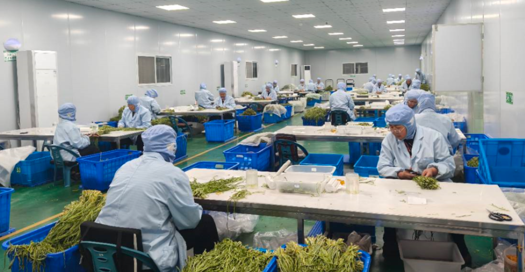 安徽涡阳：人保积极推动“农业保险＋”改革 为苔干产业构建坚实的风险防线