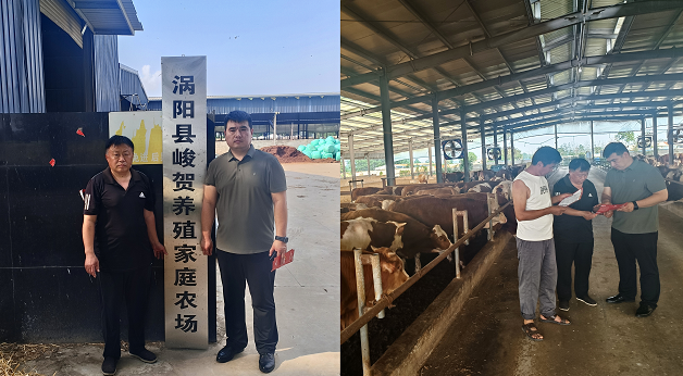 深耕农险筑屏障 安徽肉牛兴皖乡人保公司农业保险＋模式激活养殖发展新动力